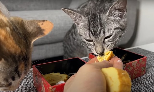 伊達巻もおいしそうに食べてくれたという。食べているのは、ととまるくん（「ととまるとはんみ」さん提供、YouTubeよりキャプチャ撮影）