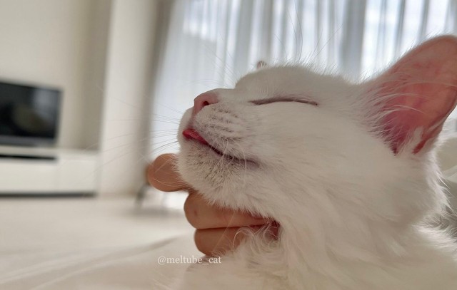 う〜ん、気持ちいいわ＝めるちょとまおまお（@meltube_cat）さん提供