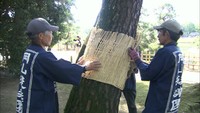 冬に備える風物詩　岡山後楽園の約240本の松に「こも巻き」　岡山市