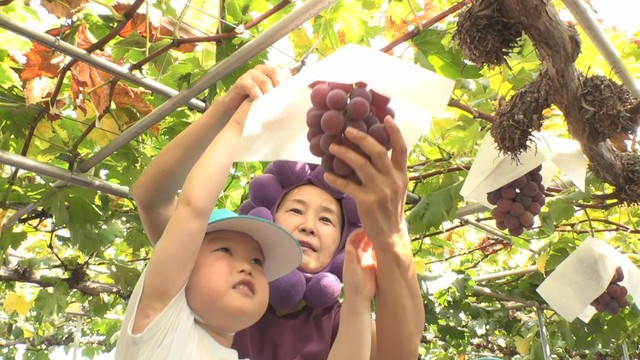 ニューピオーネを収穫する幼稚園児　長谷ぶどう園　さぬき市志度
