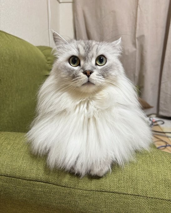 ゴージャスな被毛が素敵なすぴさん（画像提供：すぴさん）