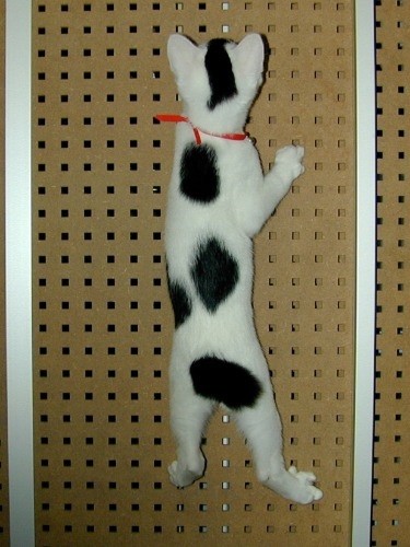 いけてる模様だと獣医さんも驚いた（提供写真）