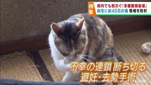 犬や猫を適正に飼育できない状況に陥る多頭飼育崩壊　動物愛護団体への相談が後を絶たず