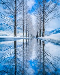 雪景色のメタセコイア並木 ※長谷川ルウさん提供