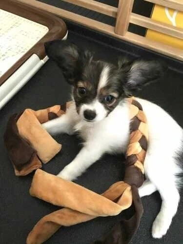 家に来たころのカイ