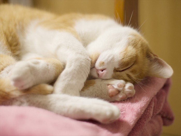 「寝ていると野のことを思い出すんだ」（小林写函撮影）