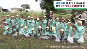 幼稚園児がサツマイモ掘りに挑戦　自分たちで苗を植え成長を見守る　仙台・若林区