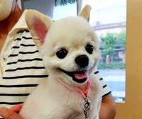 保護当初の朝顔（推定5歳・メス）。行き場を失ったはずなのに、何故かこの笑顔