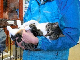 「猫島」で保護活動　人に慣らし新たな飼い主へ…　旭山動物園