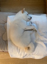 まるで板飛び込みの選手のような姿勢で眠る、ゆきみちゃん（画像提供：柴犬ゆきみさん）