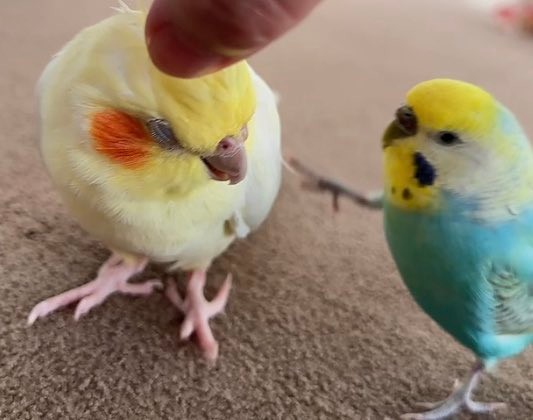 ルルちゃんに蹴りを入れる師匠（提供：リロルルさん）