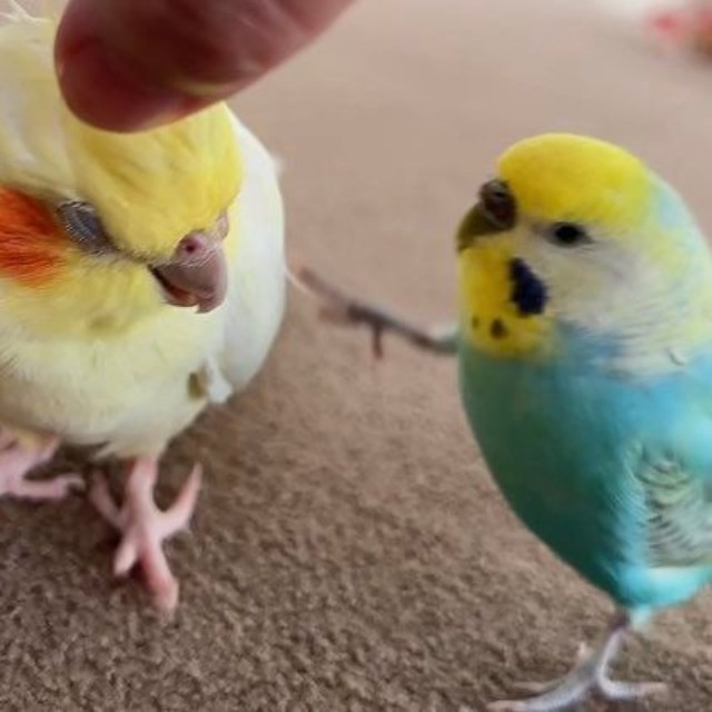 ルルちゃんに蹴りを入れる師匠（提供：リロルルさん）