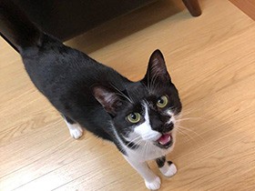 甘え上手なおてんばさんに成長　ミックス猫の「key」