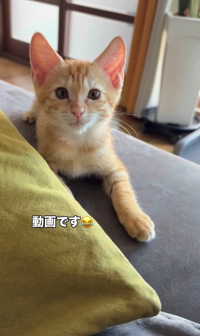 じっと見つめる姿がキュートなわさびくん（画像提供：@chamaru0617さん、Instagramよりキャプチャ撮影）