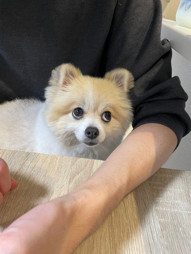 とても表情豊かなちくわくん（画像提供：ちくわ△(ポメ)さん）