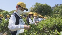 小学生が茶摘みを体験（高松市・栗林公園）