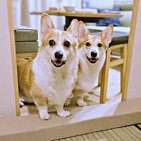 仲良し兄弟（左から）ニコくん、弟・ハルくん（画像提供：くぅこ@コーギーのいる暮らしさん）