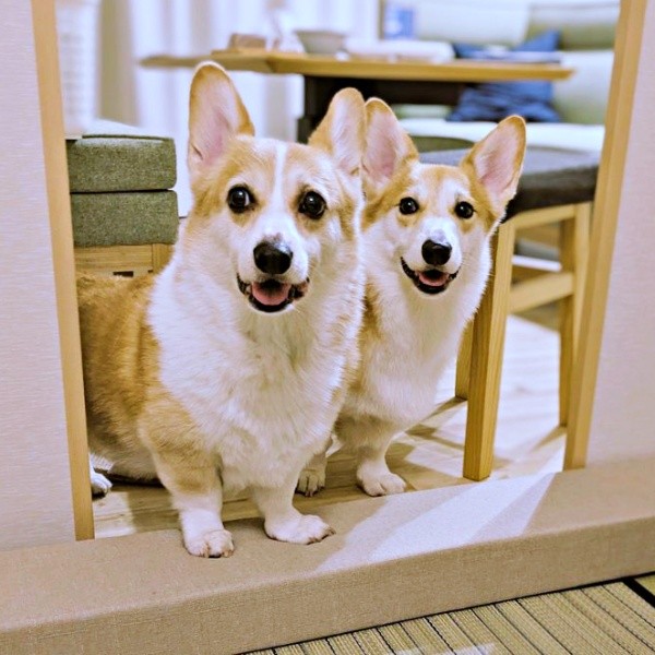 仲良し兄弟（左から）ニコくん、弟・ハルくん（画像提供：くぅこ@コーギーのいる暮らしさん）