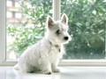 ある日、犬から血が出た。かわいそうな「セーリ」が自分ごとになるまで