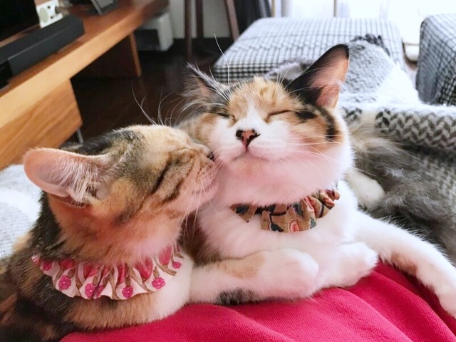 チョモちゃんの顔を舐めるタンモちゃん（画像提供：ねこねこ空港さん）