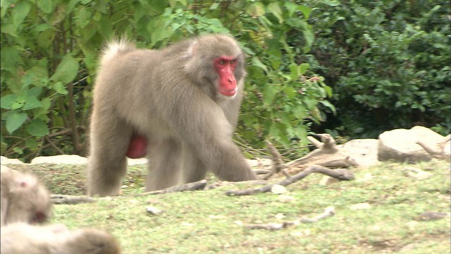 お猿の国では政権交代!?新しいボス誕生　 香川・小豆島
