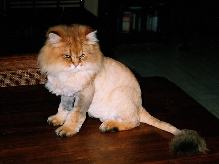 ライオンバーディー