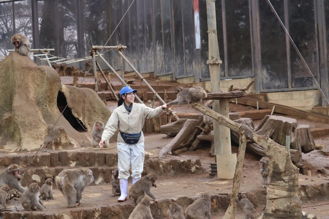 猿の解説が受けられる