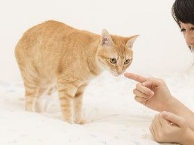写真家が自宅で愛猫を撮影　フォトコンテストの最優秀賞