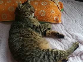 幸運の星を持ってるよ　倉庫で保護したキジトラ猫「みつほし」