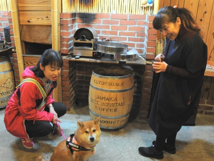 店内で声をかけられる柴犬さくら