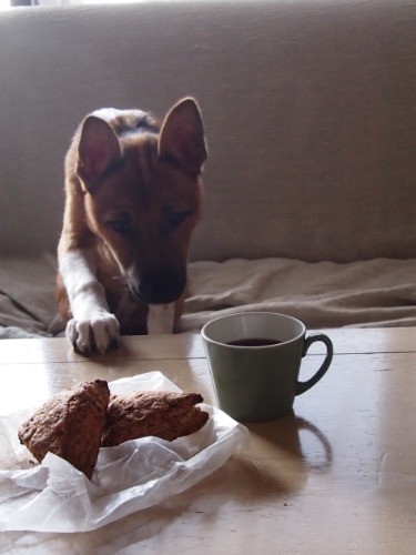 スコーンとコーヒーと福