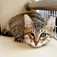 小眼球のあんずちゃん。カーテン裏がお気に入り（画像提供：アシメEYEあんずさん）