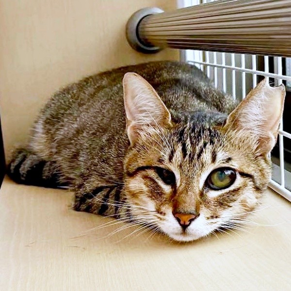 小眼球のあんずちゃん。カーテン裏がお気に入り（画像提供：アシメEYEあんずさん）