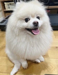 にっこり笑顔がキュートなちくわくん（画像提供：ちくわ（白ポメラニアン）さん）