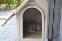 昨年亡くなった犬のコロンちゃんのおうちでお昼寝