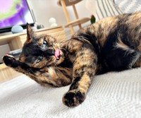 ペロンと舌を出してくつろぐうるめちゃん（画像提供：硝子さん）