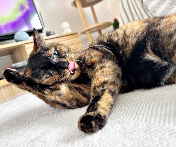 ペロンと舌を出してくつろぐうるめちゃん（画像提供：硝子さん）