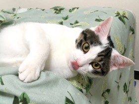 家に迎えた元野良の子猫　まったく懐かず悩む日々…ある日変化が