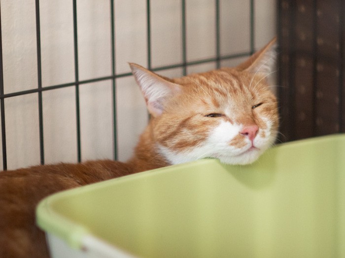 「お腹がふくれたら、なんだか眠くなってきたぞ」（小林写函撮影）