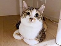 優しげな表情を浮かべるネネちゃん（画像提供：パステル三毛猫_ネネさん）