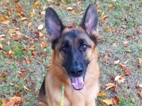 運動神経抜群と思いきや　泳ぎは苦手！？　ジャーマンシェパードドッグ「リヒト」