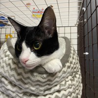 袋の中って安心できるにゃあ