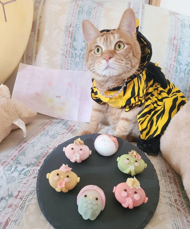 これはなんだにゃ？のお顔