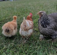 3羽で並んで歩いている姿。左・紗羅ちゃん、中央・万結さん、右・波留ちゃん ／藤田さん（@-ChickensChannel）提供