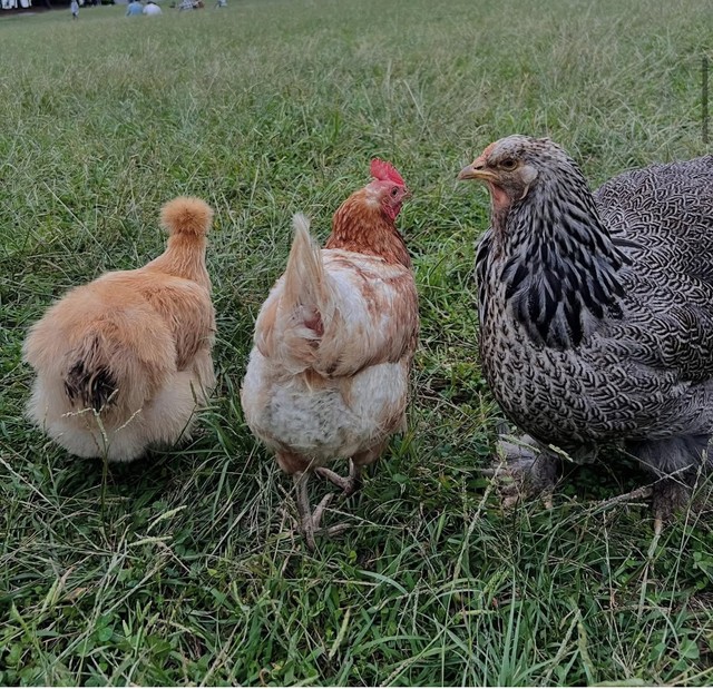 3羽で並んで歩いている姿。左・紗羅ちゃん、中央・万結さん、右・波留ちゃん ／藤田さん（@-ChickensChannel）提供