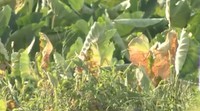 香川県内各地に28日ぶりの「恵みの雨」　三豊市の財田では3時間で39.5ミリ