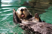 普段のリロくんの様子（写真提供：マリンワールド海の中道）