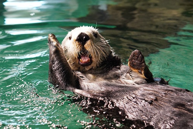 普段のリロくんの様子（写真提供：マリンワールド海の中道）