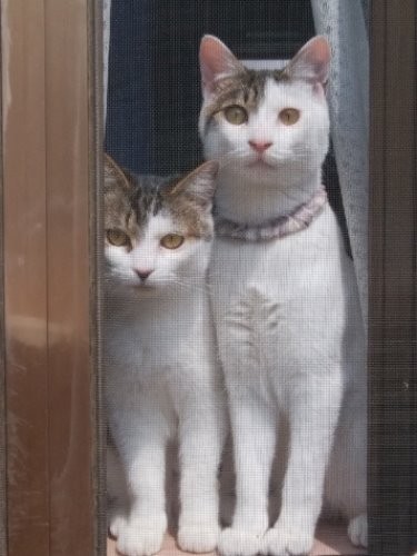 室内から仲良く網戸越しに外を眺める