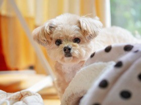 チワプー「みかん」のおかげ　一緒にいることで、生きる希望や力をもらえた